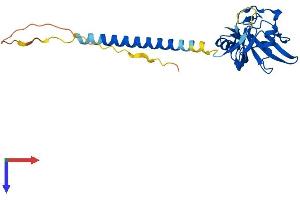AlphaFold protein structure predicition of Human Recombinant CLEC4A Protein, UniprotID Q9UMR7