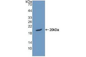 Detection of Recombinant HMGN1, Human using Polyclonal Antibody to High Mobility Group Nucleosome Binding Domain Protein 1 (HMGN1) (HMGN1 anticorps  (AA 14-100))