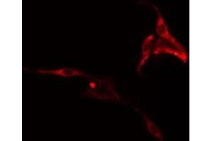 ABIN6273519 staining RAW264. (PHLDA1 anticorps  (N-Term))
