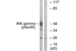 Western blot analysis of extracts from HepG2 cells treated with Anisomycin 0. (IKBKG anticorps  (pSer85))