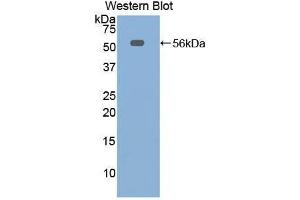 Western Blotting (WB) image for anti-Elastase, Neutrophil Expressed (ELANE) (AA 30-247) antibody (ABIN1858706)