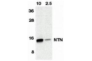 Western Blotting (WB) image for anti-Neurturin (NRTN) antibody (ABIN1031776) (Neurturin anticorps)