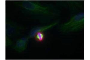 Immunofluorescence staining of methanol-fixed Hela cells using Histone H3.