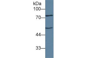 Western blot analysis of Mouse Liver lysate, using Human ANGPT1 Antibody (1 µg/ml) and HRP-conjugated Goat Anti-Rabbit antibody ( (Angiopoietin 1 anticorps  (AA 21-228))