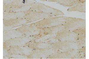 ABIN6276746 at 1/100 staining Mouse muscle tissue by IHC-P.