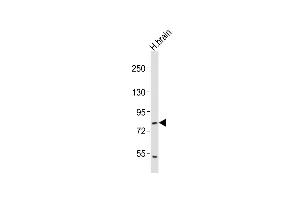 Anti-RFX4 Antibody (C-term)at 1:2000 dilution + human brain lysates Lysates/proteins at 20 μg per lane. (RFX4 anticorps  (C-Term))