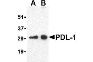 Western Blotting (WB) image for anti-CD274 (PD-L1) (Middle Region) antibody (ABIN1031034) (PD-L1 anticorps  (Middle Region))