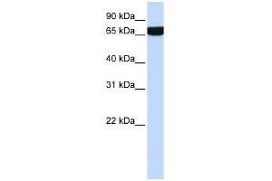 WB Suggested Anti-HS2ST1 Antibody Titration:  0.