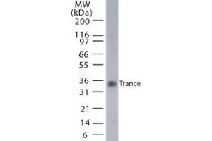 Image no. 1 for anti-Tumor Necrosis Factor (Ligand) Superfamily, Member 11 (TNFSF11) (AA 1-317) antibody (ABIN208247) (RANKL anticorps  (AA 1-317))