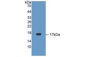 Detection of Recombinant CASP3, Human using Polyclonal Antibody to Caspase 3 (CASP3) (Caspase 3 anticorps  (AA 29-175))