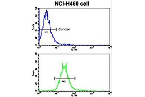 Flow cytometric analysis of NCI-H460 cells using NRG1 polyclonal antibody  (bottom histogram) compared to a negative control cell (top histogram). (Neuregulin 1 anticorps  (Internal Region))