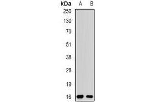 Western blot analysis of Rpp20 expression in MCF7 (A), SW480 (B) whole cell lysates. (POP5 anticorps)