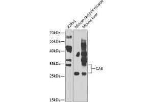 Western blot analysis of extracts of various cell lines, using C antibody  at 1:1000 dilution. (CA8 anticorps  (AA 1-290))
