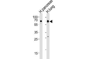 All lanes : Anti-SSTR1 Antibody (C-term) at 1:4000 dilution Lane 1: human pancreas lysates Lane 2: human lung lysates Lysates/proteins at 20 μg per lane. (SSTR1 anticorps  (C-Term))