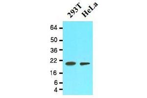Western Blotting (WB) image for anti-Peptidylprolyl Isomerase F (PPIF) (AA 30-207) antibody (ABIN356236) (PPIF anticorps  (AA 30-207))