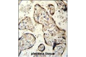 RSBN1 Antibody (N-term) (ABIN655484 and ABIN2845005) immunohistochemistry analysis in formalin fixed and paraffin embedded human plecenta tissue followed by peroxidase conjugation of the secondary antibody and DAB staining. (RSBN1 anticorps  (N-Term))