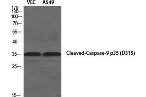 Western Blot (WB) analysis of specific cells using Cleaved-Caspase-9 p35 (D315) Polyclonal Antibody. (Caspase 9 p35 (Asp315), (cleaved) anticorps)
