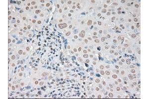 Immunohistochemical staining of paraffin-embedded pancreas tissue using anti-SOX17 mouse monoclonal antibody. (SOX17 anticorps  (AA 177-414))