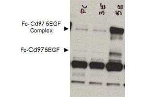 Western blot using Cd97 polyclonal antibody  shows detection of bands corresponding to free Fc-Cd97- (5EGF) (lower arrowhead) and Fc-Cd97- (5EGF) present as a complex (upper arrowhead) in lysates from COS cells. (CD97 anticorps  (AA 1-512))
