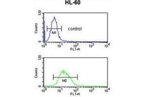RNH2C Antibody (Center) flow cytometric analysis of HL-60 cells (bottom histogram) compared to a negative control cell (top histogram).