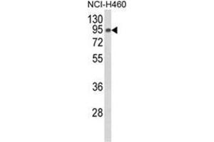 Western blot analysis of SLC3A1 Antibody (Center) in NCI-H460 cell line lysates (35ug/lane). (SLC3A1 anticorps  (Middle Region))