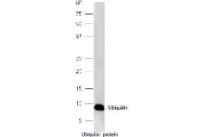 Ubiquitin protein probed with Rabbit Anti-Ubiquitin Polyclonal Antibody, Unconjugated  at 1:5000 for 90 min at 37˚C. (Ubiquitin anticorps  (AA 1-76))