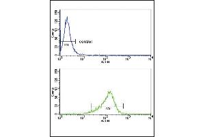 IL12A Antibody (C-term) (ABIN652744 and ABIN2842492) flow cytometry analysis of MDA-M cells (bottom histogram) compared to a negative control cell (top histogram). (IL12A anticorps  (C-Term))