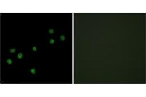 Immunofluorescence analysis of HepG2 cells, using Centromeric Protein A (Ab-7) Antibody. (CENPA anticorps  (AA 1-50))