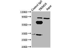 Immunoprecipitating TRIM28 in Hela whole cell lysate Lane 1: Rabbit control IgG(1 μg)instead of ABIN7172712 in Hela whole cell lysate.