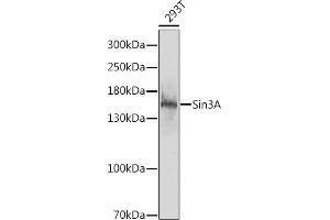 Western blot analysis of extracts of 293T cells, using Sin3A antibody (ABIN6132657, ABIN6147774, ABIN6147775 and ABIN6218102) at 1:1000 dilution. (SIN3A anticorps  (AA 1-120))