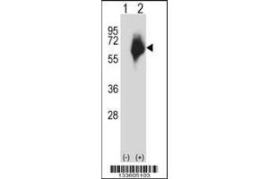 Western blot analysis of MMP2 using rabbit polyclonal MMP2 Antibody using 293 cell lysates (2 ug/lane) either nontransfected (Lane 1) or transiently transfected (Lane 2) with the MMP2 gene. (MMP2 anticorps  (AA 303-331))