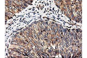 Image no. 8 for anti-Heme Oxygenase (Decycling) 2 (HMOX2) antibody (ABIN1498691) (HMOX2 anticorps)