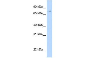 WB Suggested Anti-STAT1 Antibody Titration: 0.