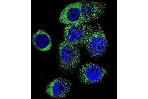 Immunofluorescence (IF) image for anti-Caspase 12 (Gene/pseudogene) (CASP12) antibody (ABIN2996496) (Caspase 12 anticorps)