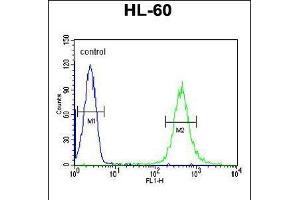 Flow cytometric analysis of HL-60 cells (right histogram) compared to a negative control cell (left histogram). (HOXA3 anticorps  (C-Term))