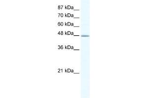 WB Suggested Anti-DMAP1 Antibody Titration:  1. (DMAP1 anticorps  (N-Term))