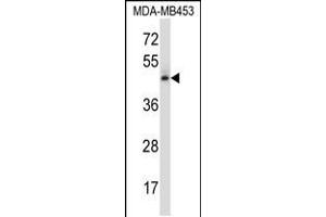 Western blot analysis in MDA-MB453 cell line lysates (35ug/lane). (NR2F1 anticorps  (N-Term))