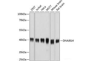 Western blot analysis of extracts of various cell lines using DNAJB14 Polyclonal Antibody at dilution of 1:1000. (DNAJB14 anticorps)