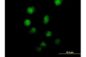 Immunofluorescence of purified MaxPab antibody to ZNF42 on HeLa cell. (MZF1 anticorps  (AA 1-734))
