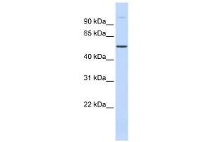 C19orf2 antibody used at 0. (URI1 anticorps  (Middle Region))