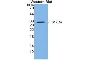 Western Blotting (WB) image for anti-Kallikrein 1 (KLK1) (AA 21-261) antibody (ABIN3207468) (Kallikrein 1 anticorps  (AA 21-261))