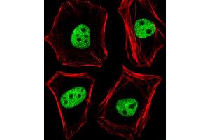Fluorescent image of Hela cells stained with TLE1 Antibody (N-term) (ABIN6244026 and ABIN6577784). (TLE1 anticorps  (N-Term))