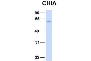 Host:  Rabbit  Target Name:  CHIA  Sample Type:  Human Fetal Liver  Antibody Dilution:  1. (CHIA anticorps  (N-Term))