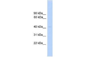 PRKAR1A antibody used at 0. (PRKAR1A anticorps  (C-Term))