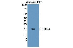 Western Blotting (WB) image for anti-Insulin Like Protein 3 (AA 2-129) antibody (ABIN1868721) (Insulin Like Protein 3 (AA 2-129) anticorps)