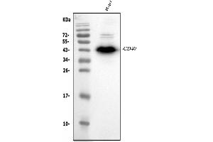 Western blot analysis of CD40/TNFRSF5 using anti-CD40/TNFRSF5 antibody (ABIN4886525).