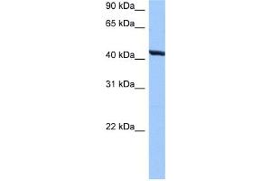 WB Suggested Anti-TMEM118 Antibody Titration:  0.