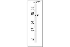Western blot analysis of DPEP3 Antibody (C-term) in HepG2 cell line lysates (35ug/lane). (DPEP3 anticorps  (C-Term))