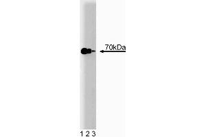 Western blot analysis of Hsp70 on a HeLa cell lysate (Human cervical epitheloid carcinoma, ATCC CCL-2.