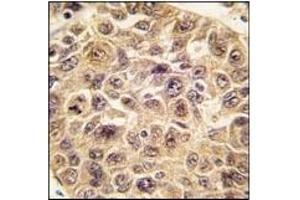 Image no. 2 for anti-Ubiquitin (Ub) (N-Term) antibody (ABIN356746)